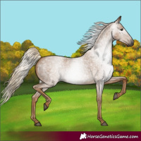 Horse Color:Gray Palomino Roan Rabicano 