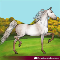 Horse Color:Gray Palomino Roan Rabicano 