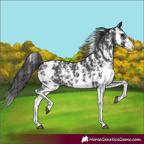 Horse Color:Black Sabino 