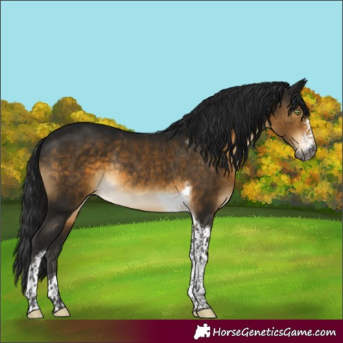 Horse Color:Gray Buckskin Sabino Tobiano Rabicano 
