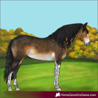 Horse Color:Gray Buckskin Sabino Tobiano Rabicano