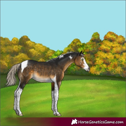 Horse Color:Gray Silver Buckskin Sabino Tobiano Rabicano 