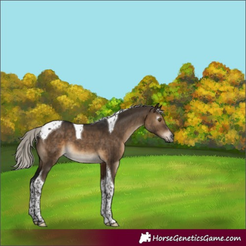 Horse Color:Gray Silver Brown Dun Sabino Tobiano Brindle