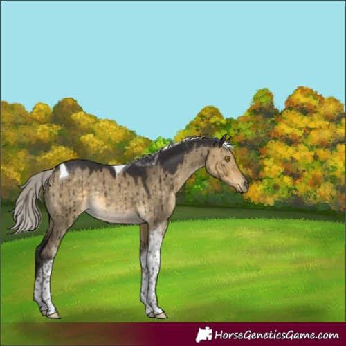 Horse Color:Silver Buckskin Dun Tobiano Rabicano Brindle