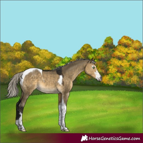 Horse Color:Gray Silver Buckskin Dun Sabino Tobiano