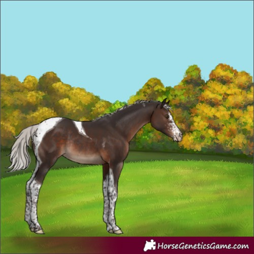 Horse Color:Silver Brown Sabino Tobiano Rabicano 