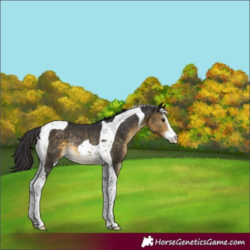 Horse Color:Buckskin Sabino Tobiano Rabicano 