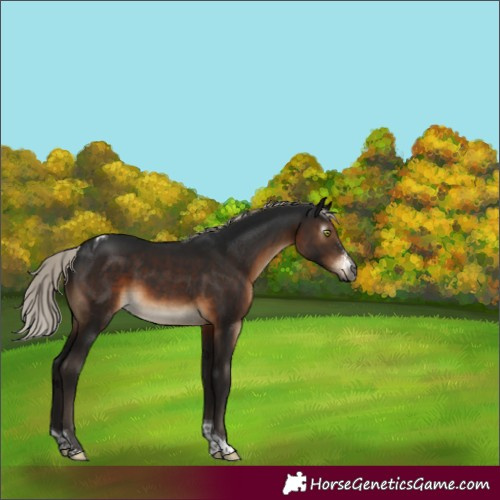Horse Color:Gray Silver Brown Sabino Tobiano Rabicano 