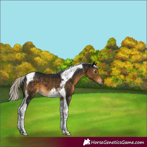 Horse Color:Gray Silver Buckskin Tobiano 