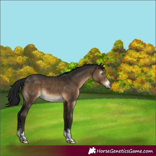 Horse Color:Gray Brown Dun Sabino Tobiano Brindle