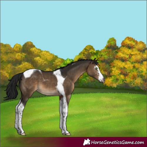 Horse Color:Gray Brown Dun Sabino Tobiano