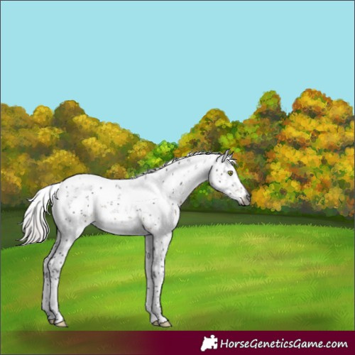 Horse Color:Gray Silver Brown Sabino