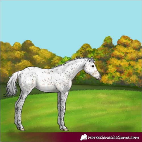 Horse Color:Gray Buckskin Sabino 