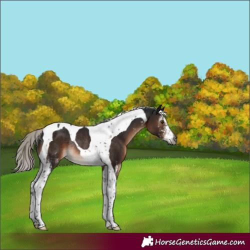 Horse Color:Gray Silver Brown Mushroom Sabino Tobiano Rabicano
