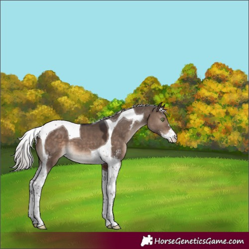Horse Color:Silver Brown Dun Mushroom Sabino Tobiano 