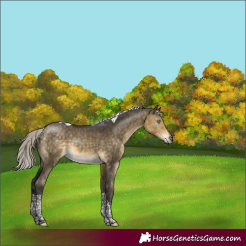 Horse Color:Silver Buckskin Dun Mushroom Tobiano