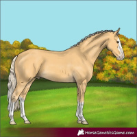Horse Color:Palomino Sabino Splash 