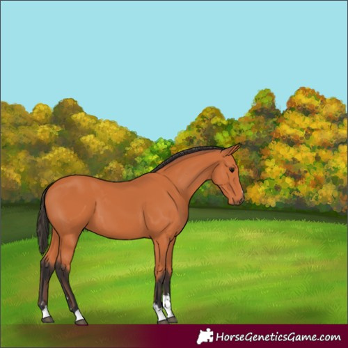 Horse Color:Bay 