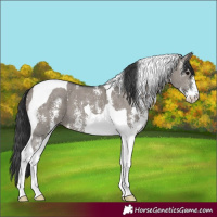 Horse Color:Grullo Sabino Tobiano