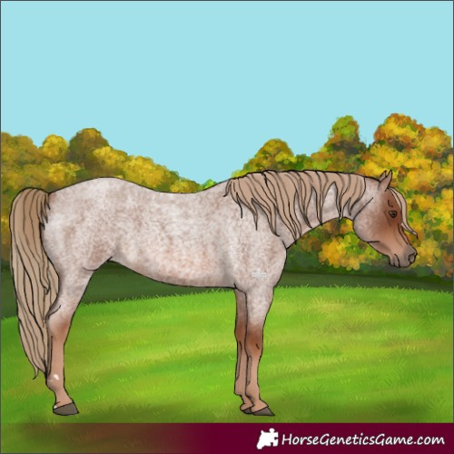 Horse Color:Red Roan 