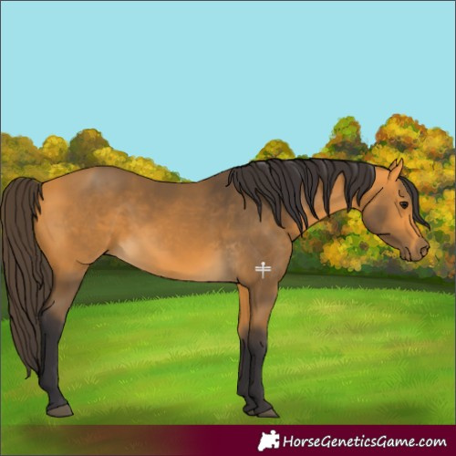 Horse Color:Buckskin 