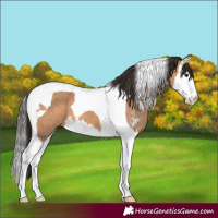 Horse Color:Bay Dun Sabino Splash Tobiano 