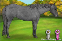 Horse Color:Black Appaloosa