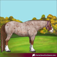 Horse Color:Red Roan Splash 