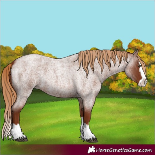 Horse Color:Unknown 