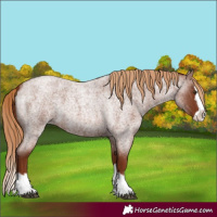 Horse Color:Unknown 