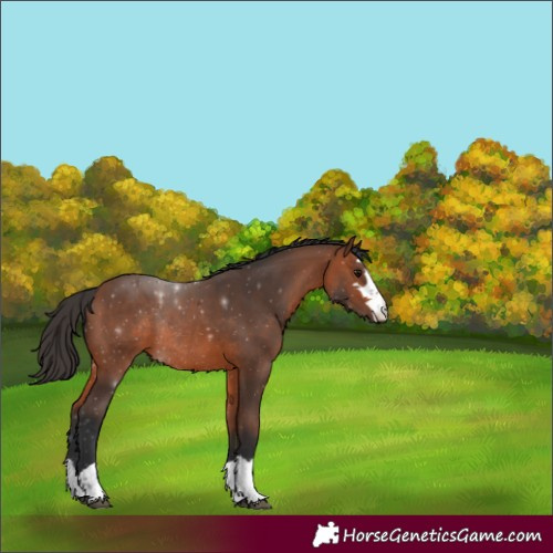 Horse Color:Bay Rabicano