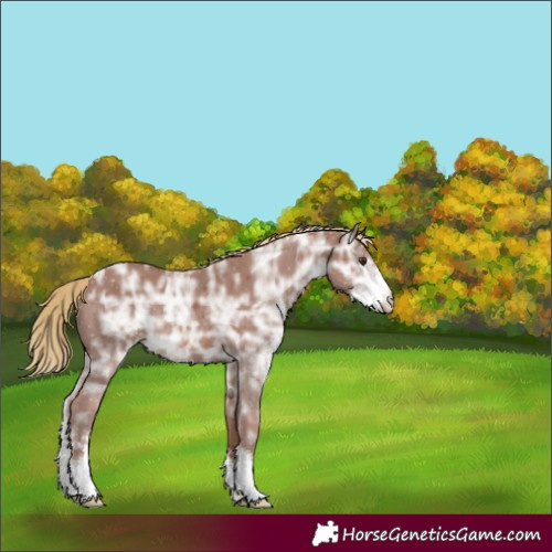Horse Color:Chestnut Ice Sabino Rabicano