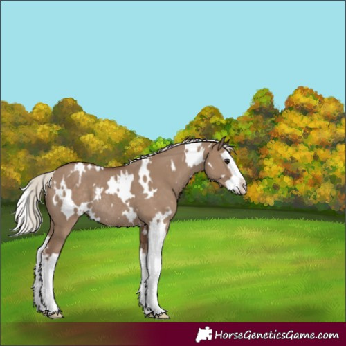 Horse Color:White Spotted Silver Grullo Splash Rabicano