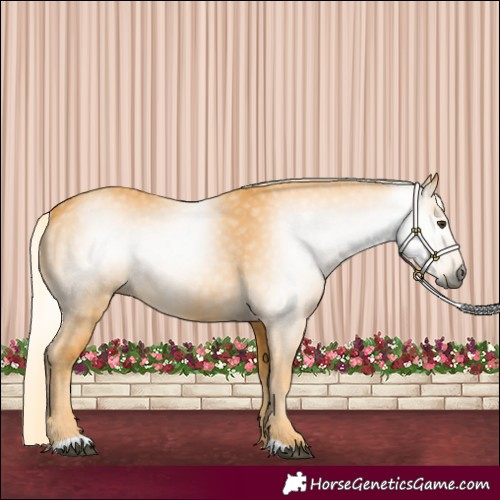 Horse Color:Gray Palomino Rabicano 