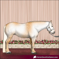 Horse Color:Gray Palomino Rabicano 