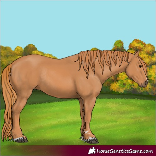 Horse Color:Chestnut Rabicano 
