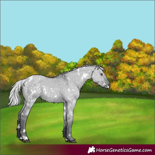 Horse Color:White Spotted Silver Grullo Chinchilla Rabicano