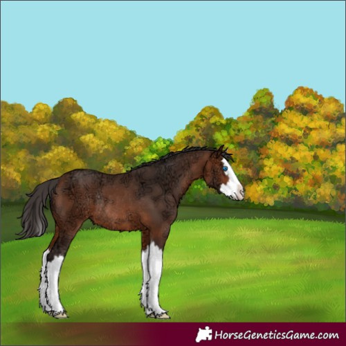 Horse Color:Bay Ice Splash Rabicano