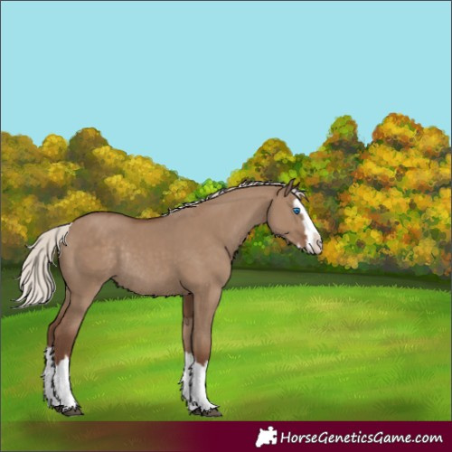 Horse Color:Silver Grullo Splash Rabicano 