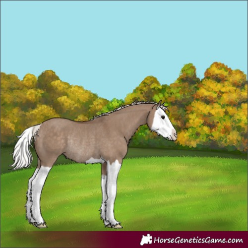 Horse Color:Silver Grullo Splash Rabicano 
