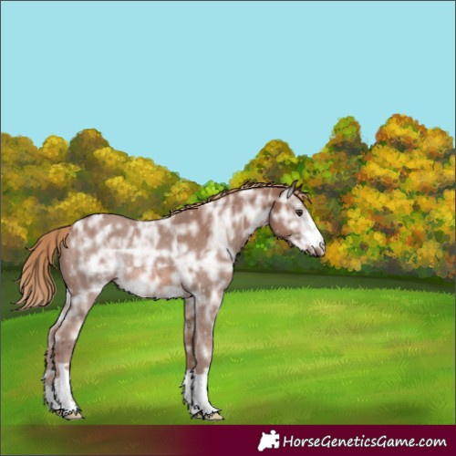 Horse Color:Chestnut Ice Rabicano 