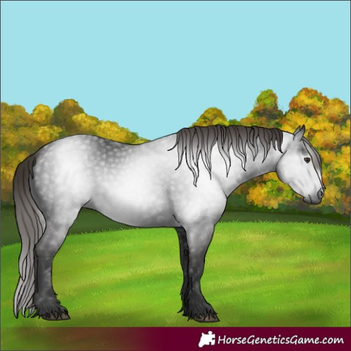 Horse Color:Gray White Spotted Liver Chestnut