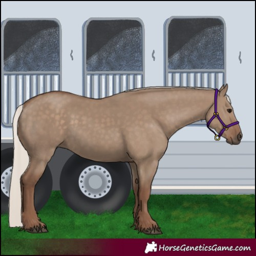 Horse Color:Silver Grullo 