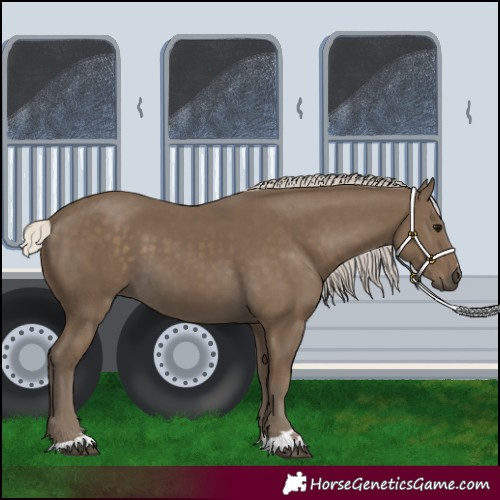 Horse Color:Silver Smoky Black 