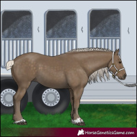 Horse Color:Silver Smoky Black