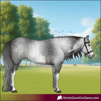 Horse Color:Gray White Spotted Bay 