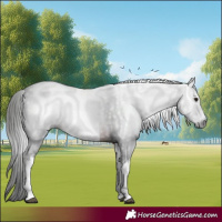 Horse Color:Gray White Spotted Bay 