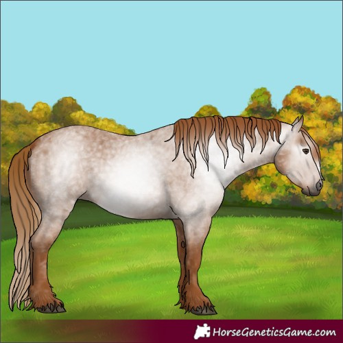 Horse Color:Unknown 