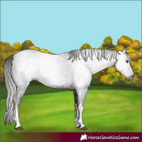 Horse Color:Gray White Spotted Liver Chestnut 