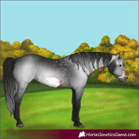 Horse Color:Gray White Spotted Brown Frame 
